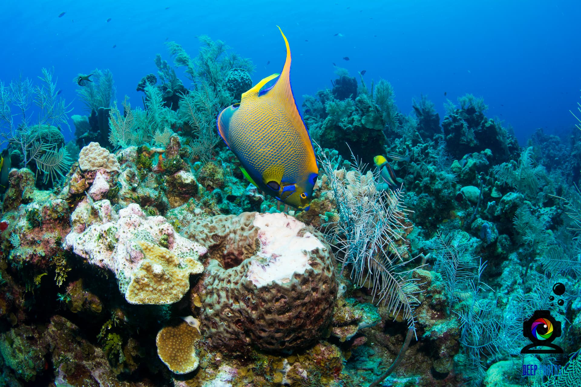 Vibrant Queen Angelfish on Roatan reef
