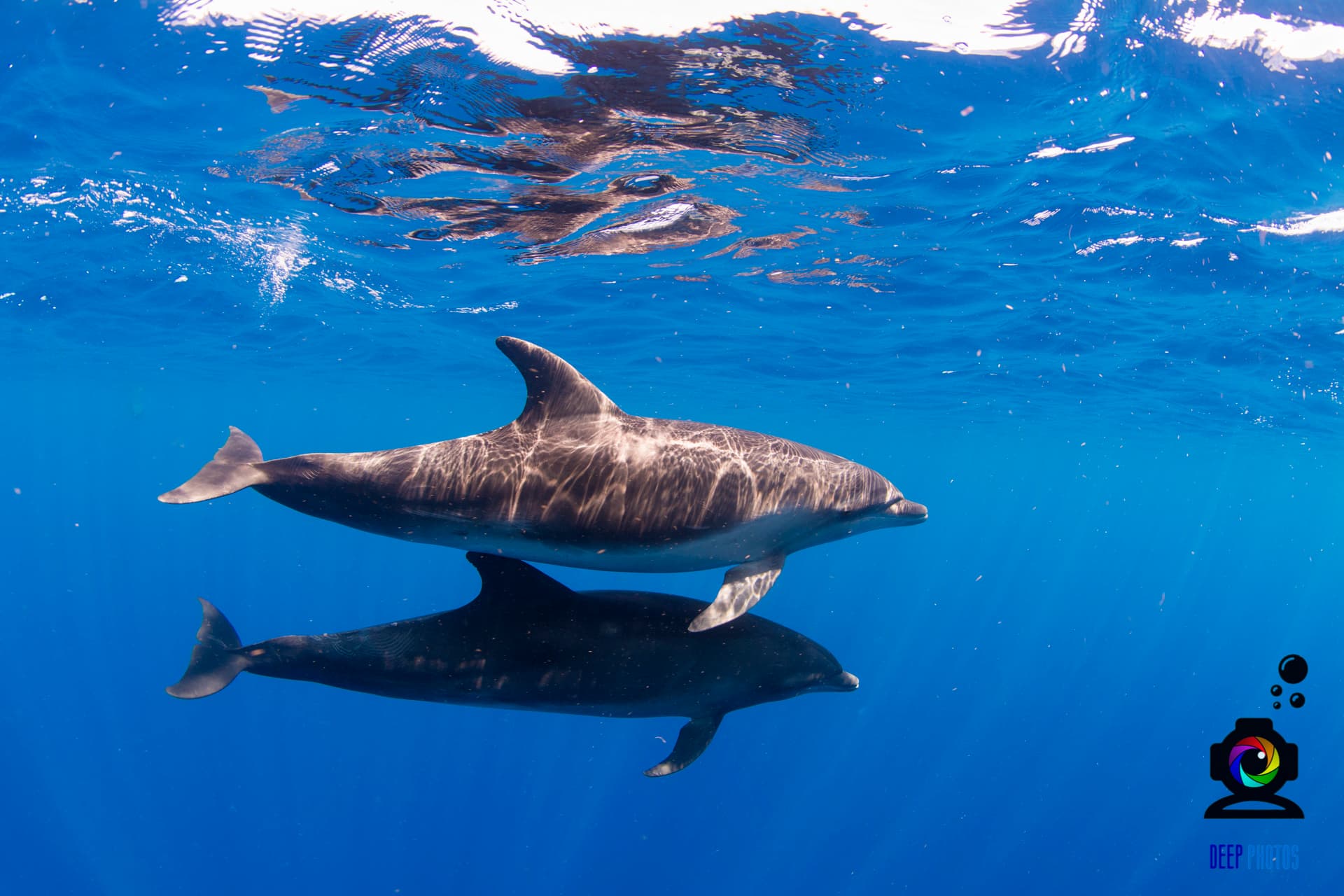 Playful dolphins in Roatan waters