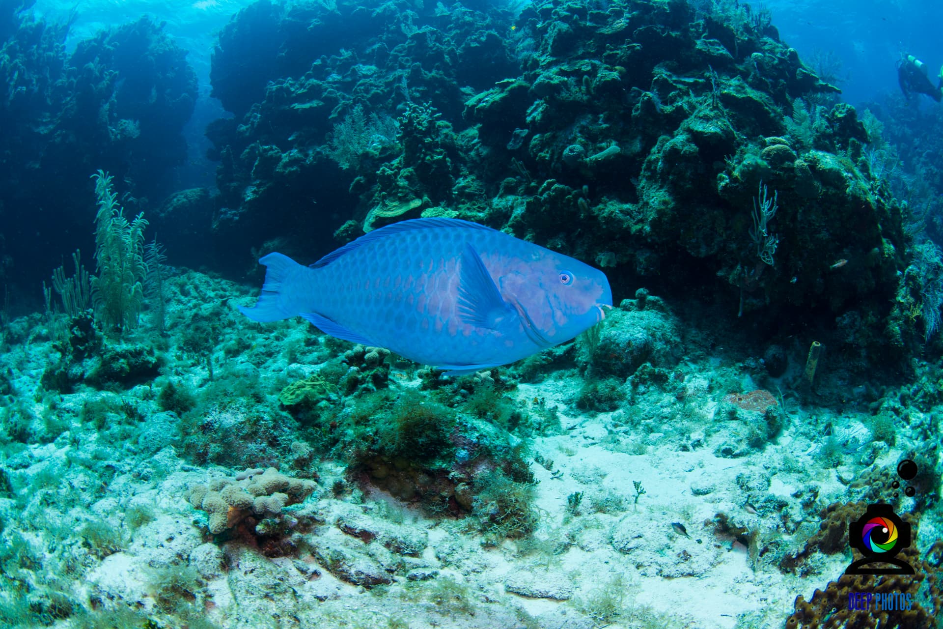 Discover Scuba Diving