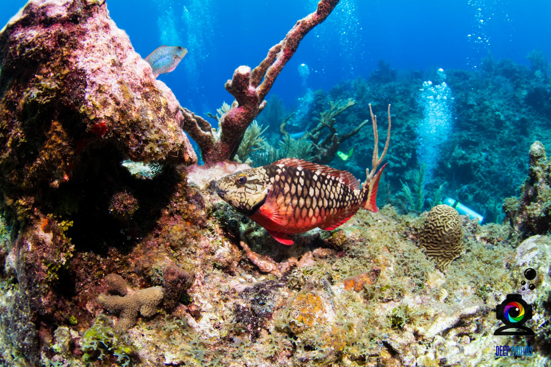 Colorful Parrotfish swimming by coral