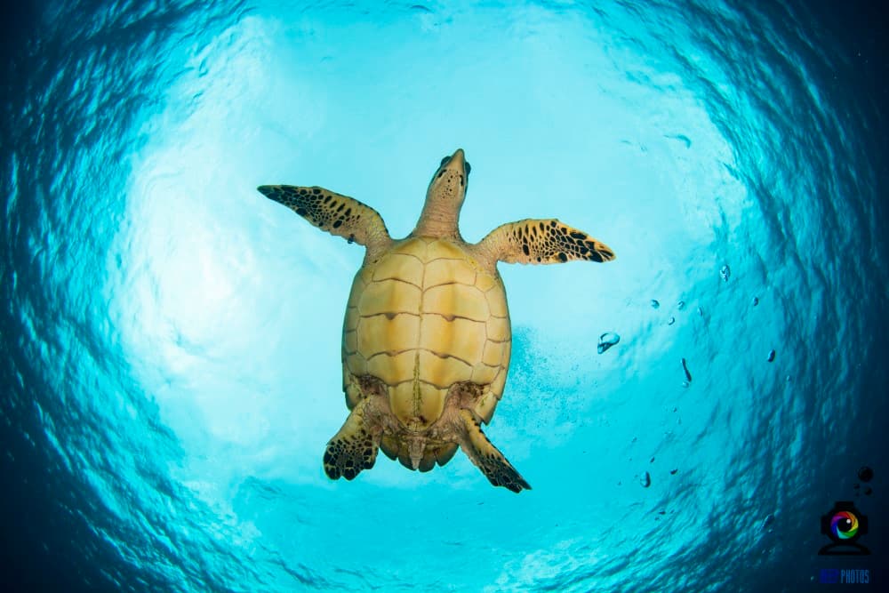 Discover Scuba Diving