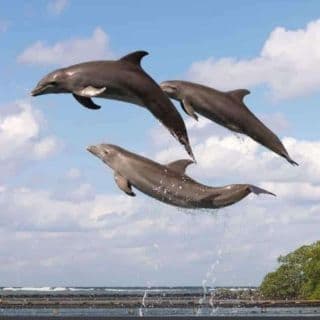 Dolphin Encounter at Anthony's Key