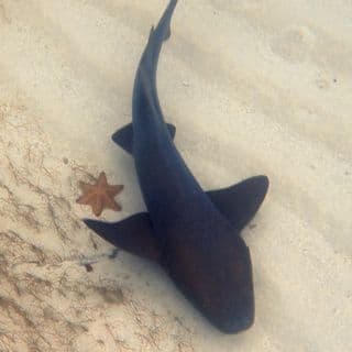 Pigeon Cay - Nurse Shark Snorkeling Adventure